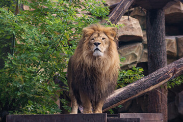 Plakat portrait of a large beautiful lion