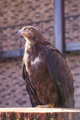 portrait of the eagle