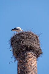 Fototapeta premium Ein Storch im Nest