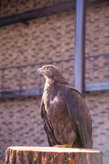 Golden eagle in nature close-up. beautiful bird