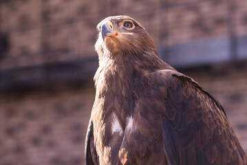 Golden eagle in nature close-up. beautiful bird