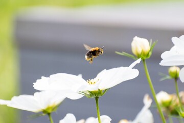 fliegende Biene