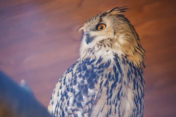 big owl close-up. beautiful bird