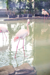 Several flamingos in the water