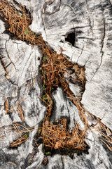 Felled old big pine tree stump. Close up texture photo.
