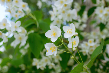 Twig with white jasmine flower in spring