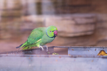 small bright parrot eating food