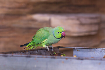 small bright parrot eating food