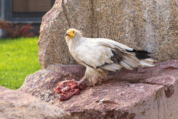 vulture eating meat on a large stone