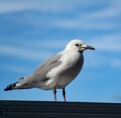 Seagull - Victoria Port