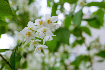 Twig with white jasmine flower in spring