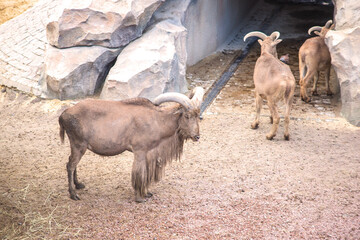 Brown mountain goat, walks and eats hay in autumn