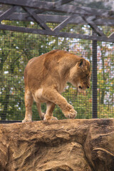 Naklejka premium Portrait of a lion woman walking through the bushes.