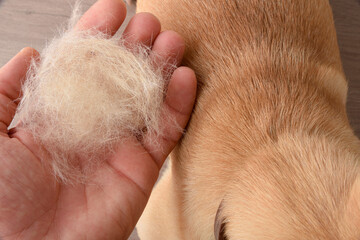 Hand showing hair loss of a dog top view