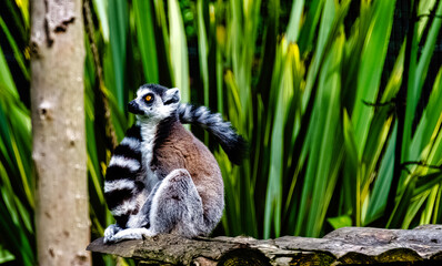 Ring-tailed lemur (Lemur catta) is a large strepsirrhine primate known as maky, maki or hira - Tsimanampetsotsa Nature Reserve, Madagascar