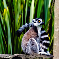 Ring-tailed lemur (Lemur catta) is a large strepsirrhine primate known as maky, maki or hira - Tsimanampetsotsa Nature Reserve, Madagascar