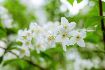 Twig with white jasmine flower in spring