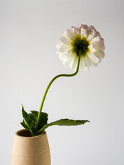 Dahlias are blooming. White and pink flower petals close-up. A bright, delicate illustration on a floral theme. The bud blooms in July, August or September. Macro      