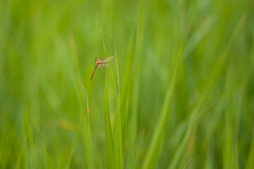 Dragonfly - Odonata with outstretched wings on a blade of grass. In the background is a beautiful bokeh created by an  lens.