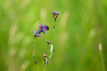 Blooming flowers of meadow flowers in the meadow. There are various insects on the flowers -...
