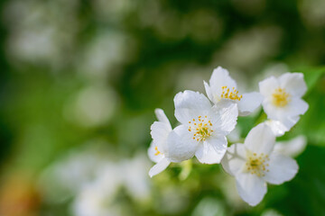 Obraz na płótnie Canvas Twig with white jasmine flower in spring