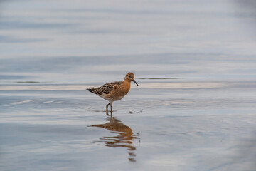 Ruff (Calidris pugnax) walking in water on the seashore