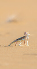 Fototapeta na wymiar Desert Agama sits on a sand dune