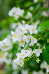 Twig with white jasmine flower in spring