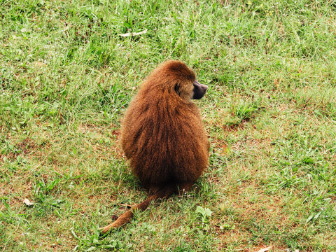 Baboon with fluffy fur resting on lawn