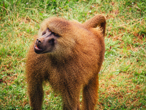 Baboon with fluffy fur walking on lawn