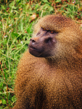 Baboon with fluffy fur angry on lawn