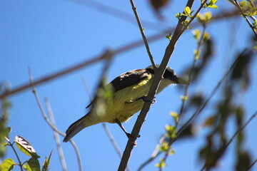 birds