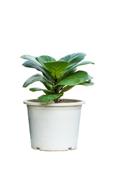 House plant, Young Fiddle Leaf Fig or Ficus Lyrata, Small green plant in white pot isolated on white background with clipping path.