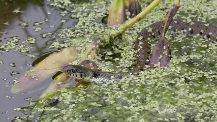 Grass Snake Head in Pond 