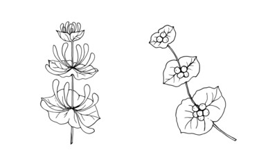 Set of branches of honeysuckle Lonícera caprifólium with flowers and berries, black outline drawing.