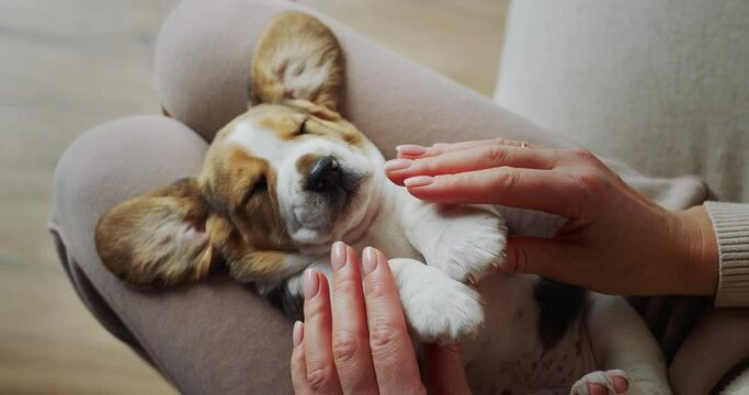 Woman playing with funny sleepy beagle puppy. Top view
