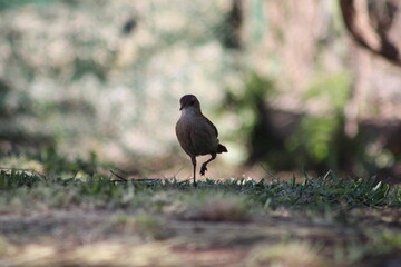 BIRDS
