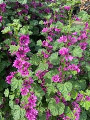 pink flowers in a garden