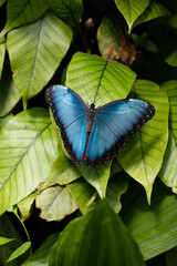 Beautiful butterfly on the leaf, Botanical garden in Prague Troja © Kristyna_Mladkova