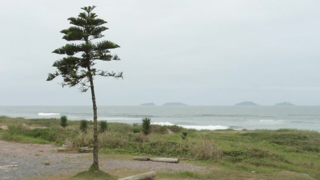 &aacute;rvore e o mar