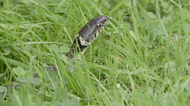 Grass Snake Head Poking out of Grass