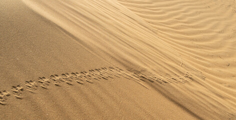 sand dunes in the desert as background