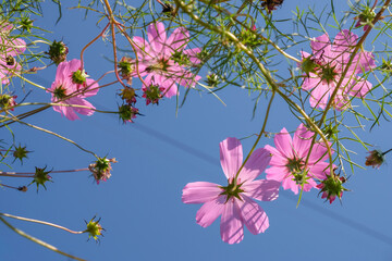 Cosmea flowers on sky background. Bottom shot. Sunny morning.