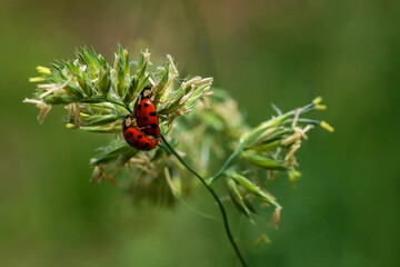 coccinelles