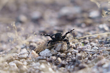 Araña preparándose para atacar