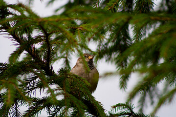 bird on a palm tree
