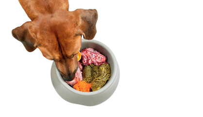 Dog eating natural raw meat food from bowl. Dog feeding. Close up view, isolated on white background - obrazy, fototapety, plakaty