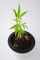 Hemp leaves on white pot isolated on white background. Cannabis Marijuana plant