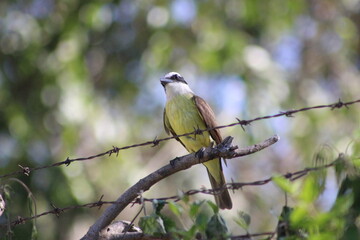 Obraz premium birds