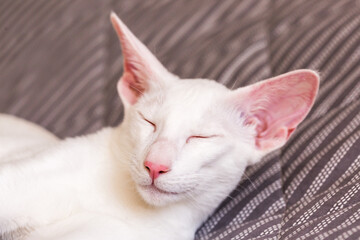 Oriental shorthair white cat with blue eyes sleeping in the sun